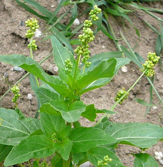 Einjhriges Bingelkraut - Mercurialis annua