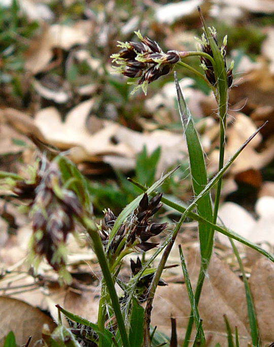 Feld-Hainsimse - Luzula campestris