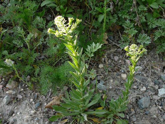 Feld-Kresse - Lepidium campestre