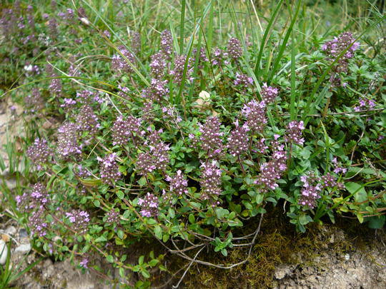 Feld-Thymian - Thymus pulegioides 