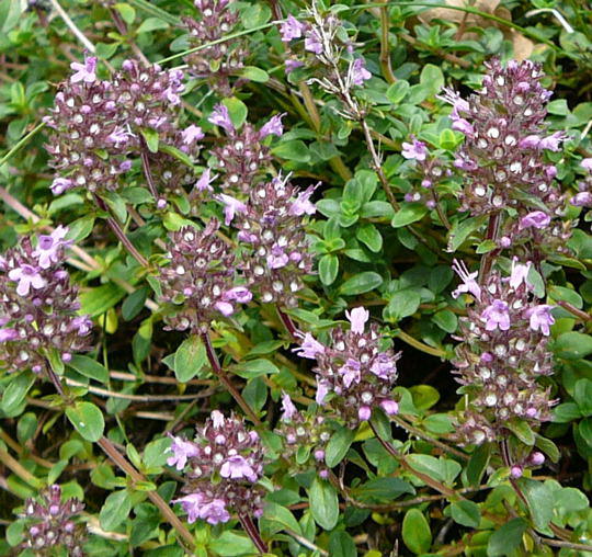 Feld-Thymian - Thymus pulegioides 