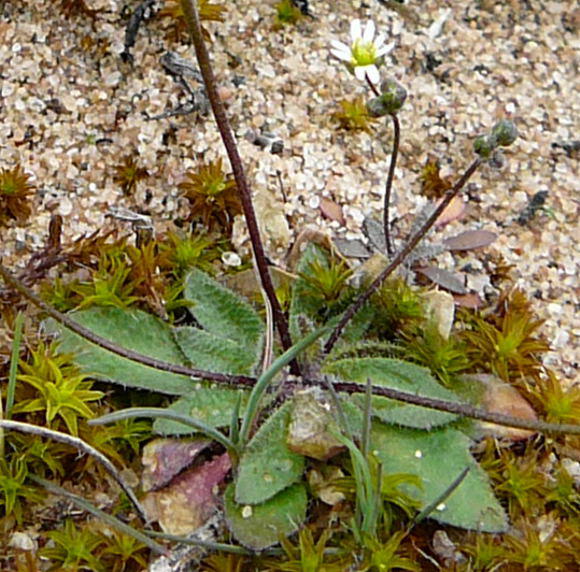 Frhlings-Hungerblmchen - Erophila verna