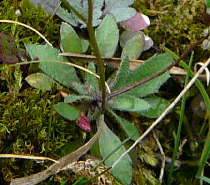 Frhlings-Hungerblmchen - Erophila verna