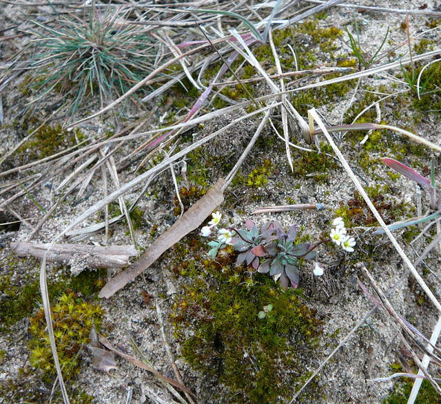 Frhlings-Hungerblmchen - Erophila verna