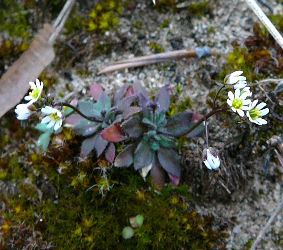 Frhlings-Hungerblmchen - Erophila verna