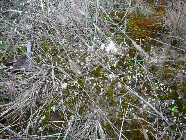 Frhlings-Hungerblmchen - Erophila verna