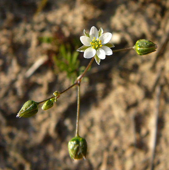 Frhlings-Spark - Spergula morisonii 