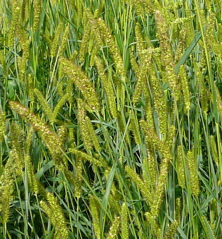 Fuchsrote Borstenhirse - Setaria pumila