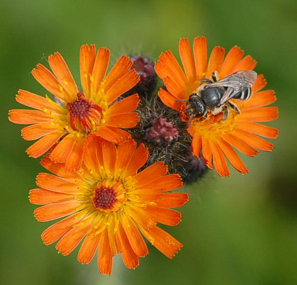 Furchenbiene - Lasioglossum leucozonium 