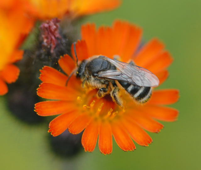 Furchenbiene - Lasioglossum leucozonium 