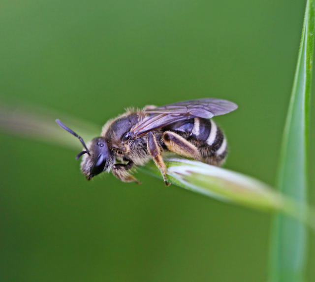 Furchenbiene  - Lasioglossum cf. leucozonium