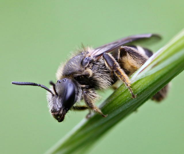 Furchenbiene  - Lasioglossum cf. leucozonium