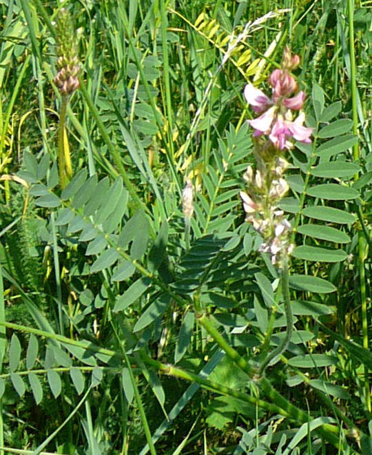 Futter-Esparsette - Onobrychis viciiflora