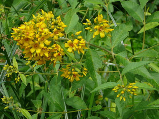 Gemeiner Felberich (Gilbweiderich) - Lysimachia vulgaris