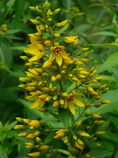 Gemeiner Felberich (Gilbweiderich) - Lysimachia vulgaris