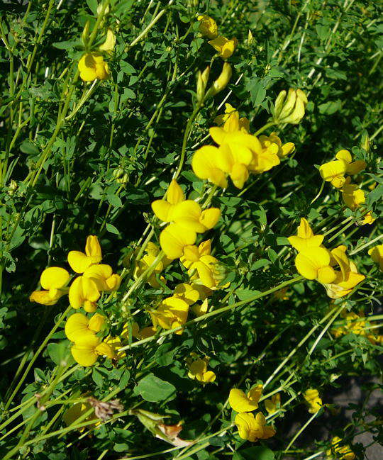 Gemeiner Hornklee - Lotus corniculatus