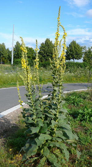 Grobltige Knigskerze - Verbascum densiflorum (thapsiforme)