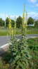 Grobltige Knigskerze - Verbascum densiflorum (thapsiforme)