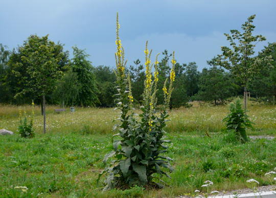 Grobltige Knigskerze - Verbascum densiflorum (thapsiforme)