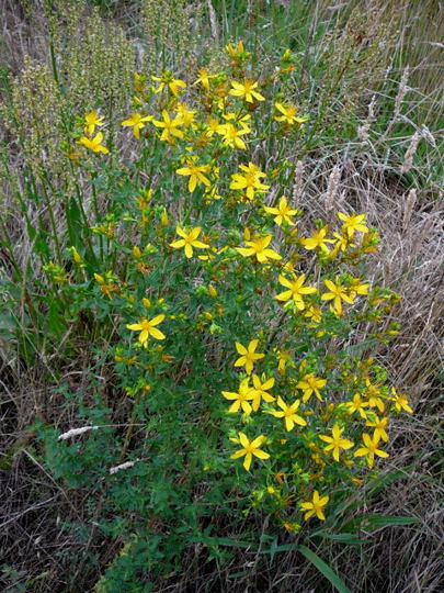 Echtes Johanniskraut (Tpfel-Hartheu) - Hypericum perforatum