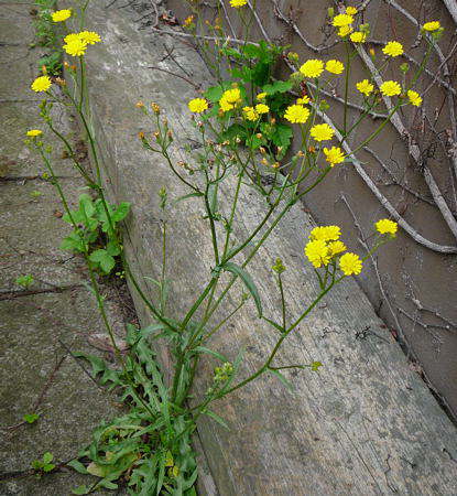 Kleinkpfiger Pippau - Crepis capillaris