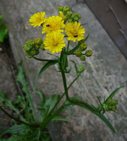 Kleinkpfiger Pippau - Crepis capillaris