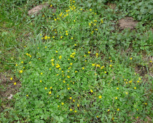 Scharbockskraut - Ranunculus ficaria