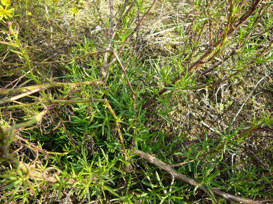 Schmalblttriges Greiskraut - Senecio inaequidens