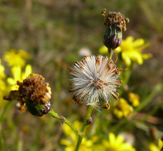 Schmalblttriges Greiskraut - Senecio inaequidens