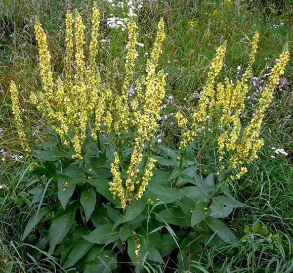 Schwarze Knigskerze - Verbascum nigrum