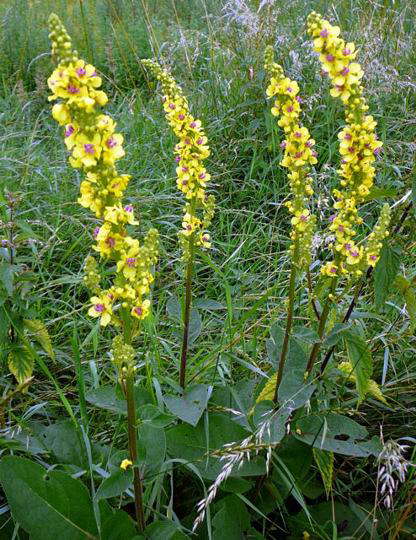 Schwarze Knigskerze - Verbascum nigrum