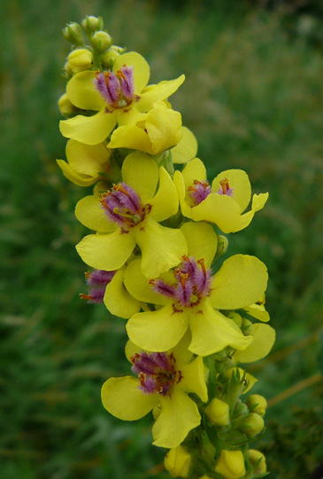 Schwarze Knigskerze - Verbascum nigrum