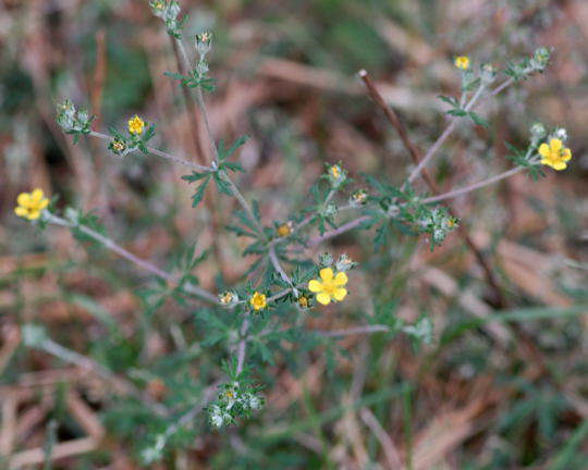 Silber-Fingerkraut - Potentilla argentea