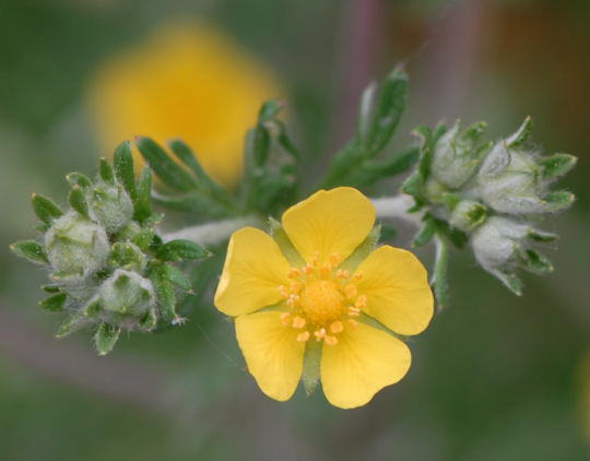 Silber-Fingerkraut - Potentilla argentea