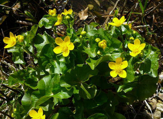 Sumpfdotterblume - Caltha palustris