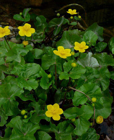 Sumpfdotterblume - Caltha palustris