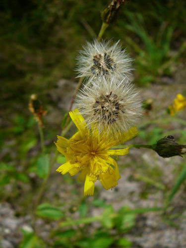 Wald-Habichtskraut - Hieracium sylvaticum