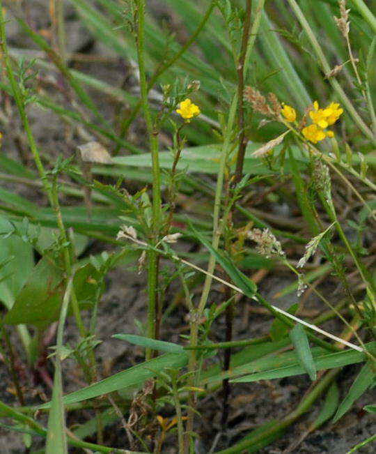 Wilde Sumpfkresse - Rorippa silvestris