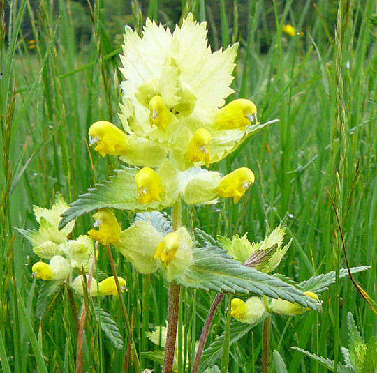 Zottiger Klappertopf - Rhinanthus alectrolophus