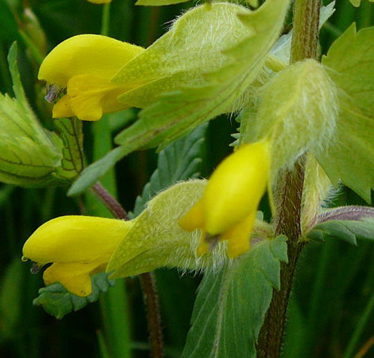 Zottiger Klappertopf - Rhinanthus alectrolophus