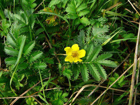 Gnse-Fingerkraut - Potentilla anserina