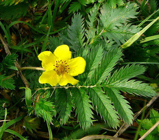 Gnse-Fingerkraut - Potentilla anserina