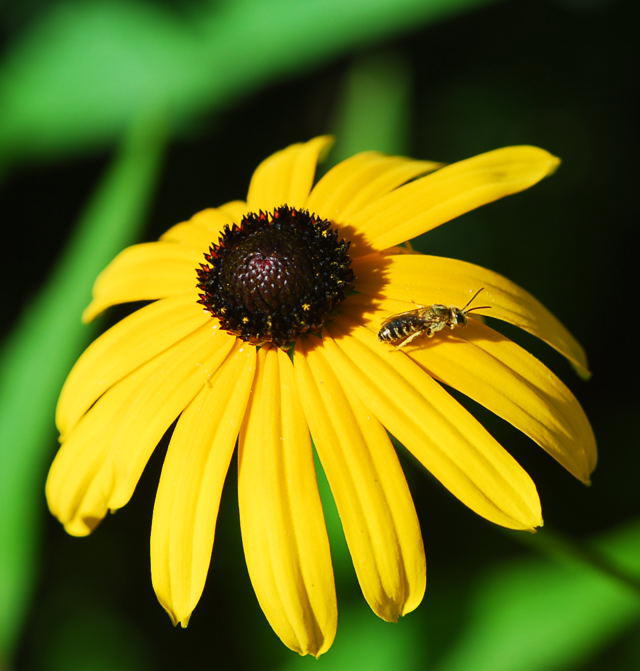 Gebnderte Furchenbiene - Halictus cf. tumulorum 