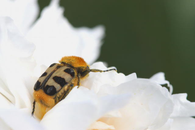 Gebnderter Pinselkfer - Trichius fasciatus 