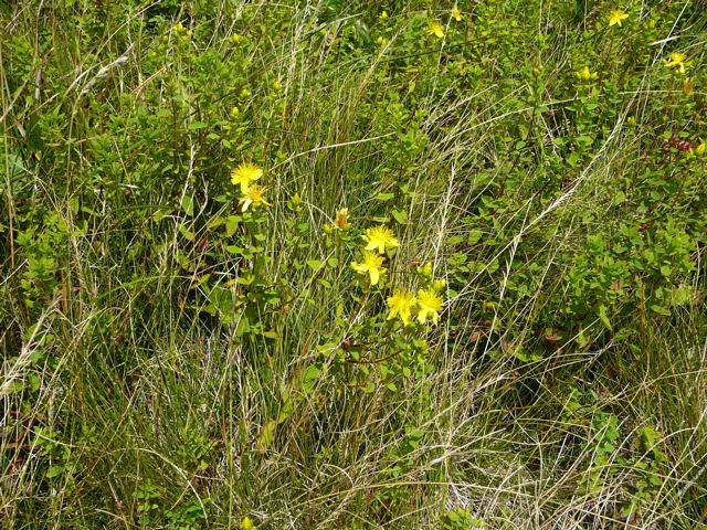 Geflecktes Johanniskraut - Hypericum maculatum