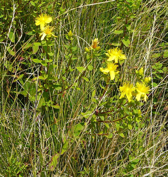 Geflecktes Johanniskraut - Hypericum maculatum