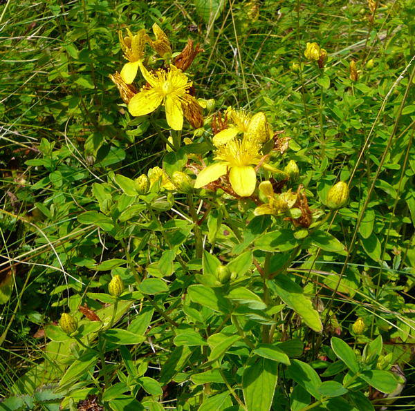 Geflecktes Johanniskraut - Hypericum maculatum