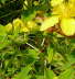 Geflecktes Johanniskraut - Hypericum maculatum