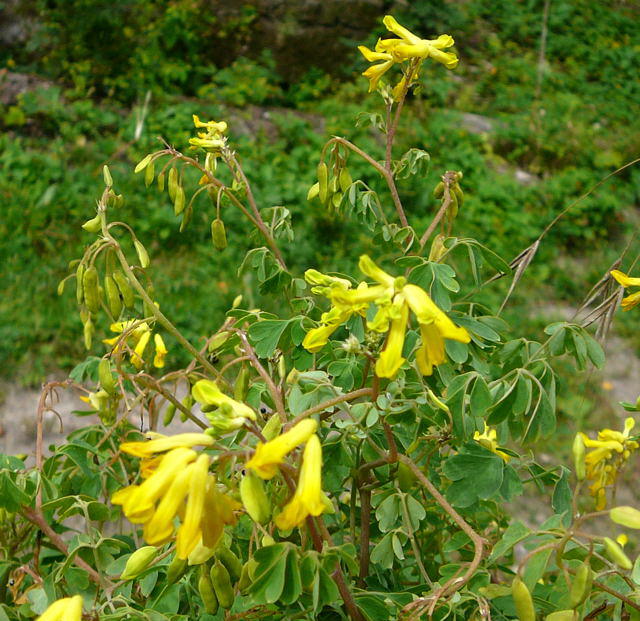 Gelber Lerchensporn - Corydalis lutea