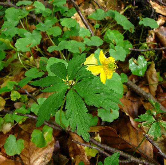 Gelbes Windrschen - Anemone ranunculoides